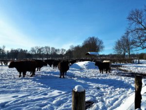 Winter in Gelsenkirchen Resse im Februar 2021