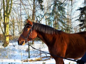 Winter in Gelsenkirchen Resse im Februar 2021