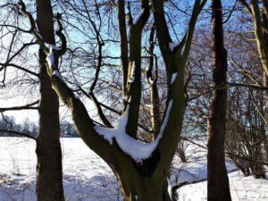 Winter in Gelsenkirchen Resse im Februar 2021