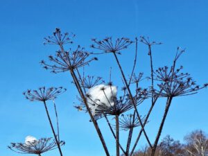 Winter in Gelsenkirchen Resse im Februar 2021