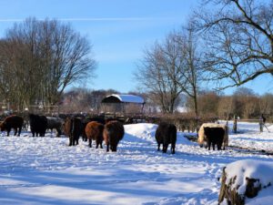 Winter in Gelsenkirchen Resse im Februar 2021