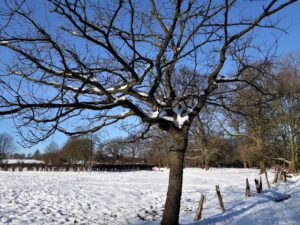 Winter in Gelsenkirchen Resse im Februar 2021