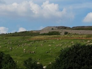 Gelsenkirchen Resser Mark im Juni 2019