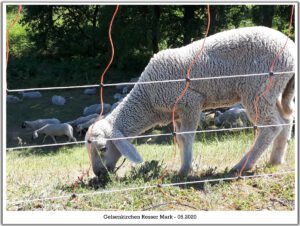 Gelsenkirchen Resser Mark im Mai 2020