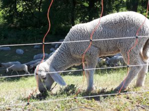 Gelsenkirchen Resser Mark im Mai 2020