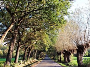 Gelsenkirchen Resser Mark im Mai 2020