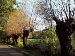 Gelsenkirchen Resser Mark im Mai 2020