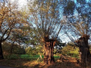 Gelsenkirchen Resser Mark im Mai 2020