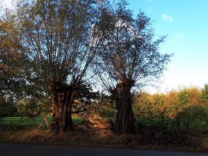 Gelsenkirchen Resser Mark im Mai 2020