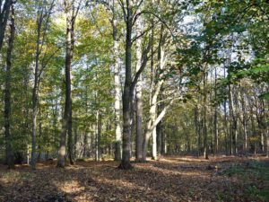 Gelsenkirchen Resser Mark im Mai 2020