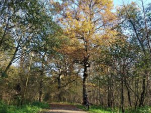 Gelsenkirchen Resser Mark im November 2020