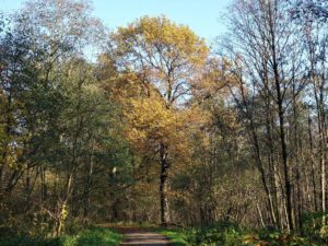 Gelsenkirchen Resser Mark im November 2020