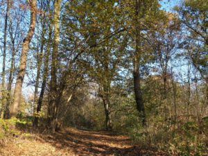 Gelsenkirchen Resser Mark im November 2020