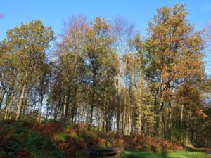 Gelsenkirchen Resser Mark im November 2020