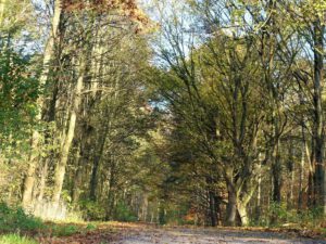 Gelsenkirchen Resser Mark im November 2020