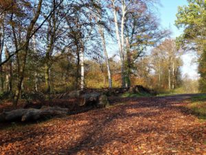 Gelsenkirchen Resser Mark im November 2020