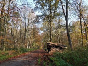 Gelsenkirchen Resser Mark im November 2020