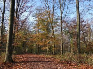 Gelsenkirchen Resser Mark im November 2020