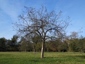 Gelsenkirchen Resser Mark im November 2020