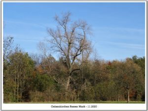 Gelsenkirchen Resser Mark im November 2020