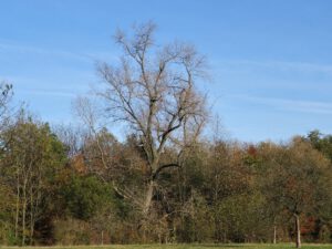 Gelsenkirchen Resser Mark im November 2020