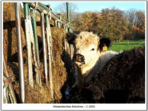 Gelsenkirchen-Scholven im November 2020