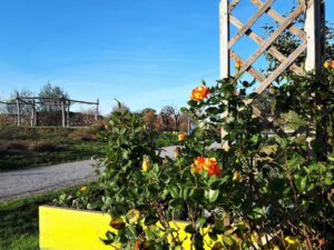 Grünlabor - Zeche Hugo in Gelsenkirchen Buer im November 2020