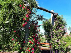 Das Grünlabor Zeche Hugo in Gelsenkirchen Buer im Juni 2021