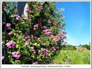 Das Grünlabor Zeche Hugo in Gelsenkirchen Buer im Juni 2021