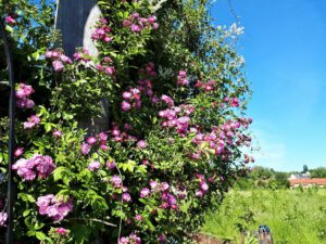 Das Grünlabor Zeche Hugo in Gelsenkirchen Buer im Juni 2021