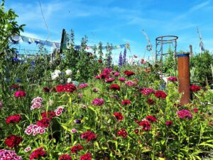 Das Grünlabor Zeche Hugo in Gelsenkirchen Buer im Juni 2021