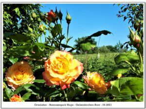 Das Grünlabor Zeche Hugo in Gelsenkirchen Buer im Juni 2021