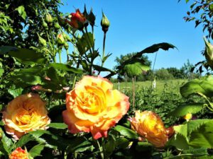 Das Grünlabor Zeche Hugo in Gelsenkirchen Buer im Juni 2021