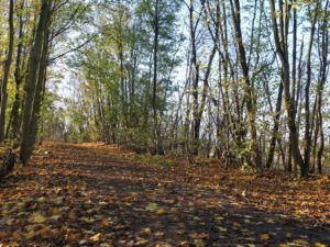 Die Halde Rheinelbe in Gelsenkirchen Ückendorf im November 2020