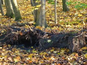 Die Halde Rheinelbe in Gelsenkirchen Ückendorf im November 2020