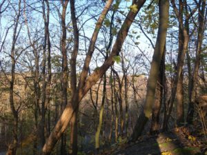 Die Halde Rheinelbe in Gelsenkirchen Ückendorf im November 2020