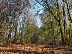 Die Halde Rheinelbe in Gelsenkirchen Ückendorf im November 2020