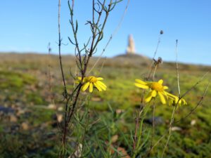 Die Halde Rheinelbe in Gelsenkirchen Ückendorf im November 2020