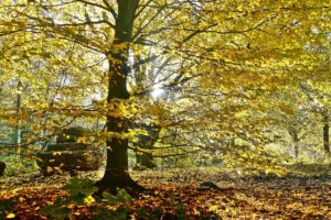 Die Halde Rheinelbe in Gelsenkirchen Ückendorf im Oktober 2021