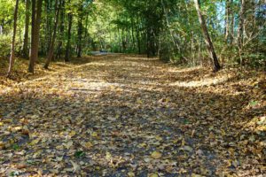 Die Halde Rheinelbe in Gelsenkirchen Ückendorf im Oktober 2022