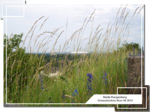 Halde Rungenberg in Gelsenkirchen Buer