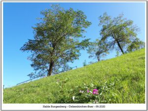 Die Halde Rungenberg in Gelsenkirchen Buer im September 2020