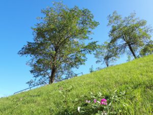 Die Halde Rungenberg in Gelsenkirchen Buer im September 2020