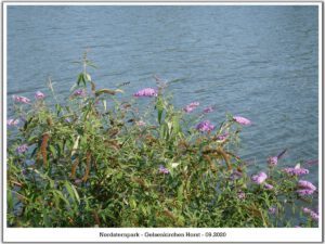 Der Nordsternpark in Gelsenkirchen Horst im September 2020