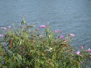 Der Nordsternpark in Gelsenkirchen Horst im September 2020