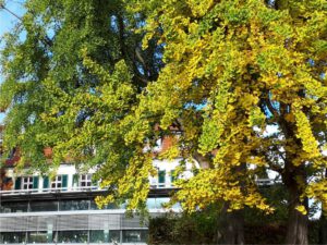 Schloss Berge in Gelsenkirchen Buer im November 2020