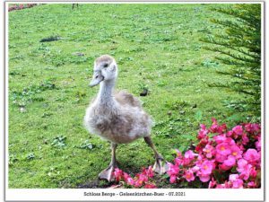Schloss Berge in Gelsenkirchen Buer im Juli 2021