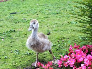Schloss Berge in Gelsenkirchen Buer im Juli 2021