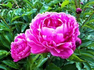 Schloss Berge in Gelsenkirchen Buer im Juli 2021