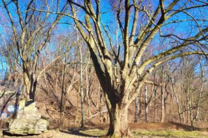 Die Halde Rheinelbe in Gelsenkirchen Ückendorf im März 2022